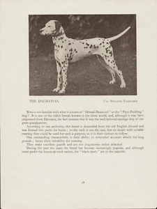 DALMATINER ALTER VINTAGE 1934 BENANNTER HUND DRUCKSEITE - Bild 1 von 1