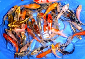105-Lot Assorted 2"-4" Live koi Standard fin fish mixed lot pkf - Picture 1 of 4