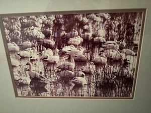 NEW PRICE REDUTION! Tom Mangelsen photo signed and numbered 64/850 - Picture 1 of 4