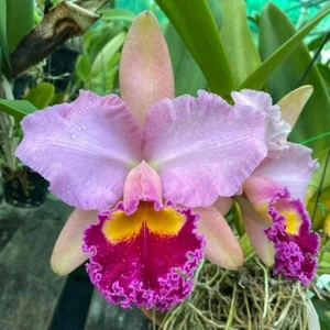 Maceta Irene Finney planta orquídea Cattleya tamaño 3-4 pulgadas - Imagen 1 de 5