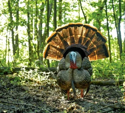 Avian-X X HDR Strutter Turkey Hunting Life-Like Decoy, Multi Color #AVX-AVX8108 - Image 1 of 4