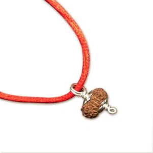 17 Mukhi Indonesian Java Rudraksha Medium 16mm-18mm Silver Pendant IGL Certified - Picture 1 of 2