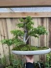 Japanese Maple Bonsai Kotohime Shohin shimpaku pine trident elm Large Old