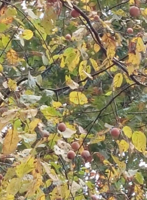 THREE (3) 14"-18"" Native American Persimmon Tree Diospyros Virginiana Seedling - Image 1 of 4