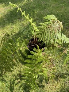Dicksonia blumei (multipulsor) rareza nº3 - Imagen 1 de 5