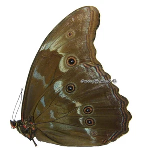 Mariposa/Morphidae sin montar - Morpho godarti ssp., macho, Perú - Imagen 1 de 1