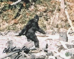 ROBERT BOB GIMLIN SIGNED BIGFOOT PATTERSON SASQUATCH 8x10 PHOTO 2 BECKETT COA - Picture 1 of 2