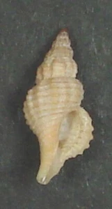 TROPHON MURICATA 12.57mm BEAUTIFUL RARE SPECIMEN off Majorca Island, Spain - Picture 1 of 2