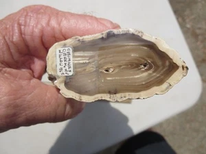 739  FACE POLISHED PETRIFIED WILLOW LIMB.  CHIMNEY CREEK, NV.  EX OLD ROCK SHOP - Picture 1 of 7