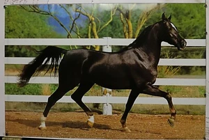 Running Free vintage Horse Poster 24.25" X 36.50" NOS (b788) - Picture 1 of 3