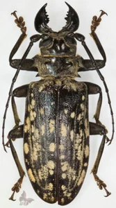 Tithoes confinis, Male 80mm, UNMOUNTED beetle - Picture 1 of 1