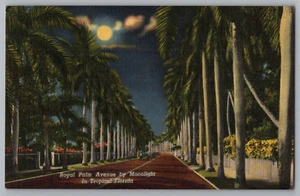 Cartolina Royal Palm Avenue al chiaro di luna nella Florida tropicale - Foto 1 di 2