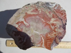 715  FACE POLISHED PETRIFIED WOOD, ARAUCARIA, ZUNI, NM. 180MYA. EX OLD ROCK SHOP - Picture 1 of 5