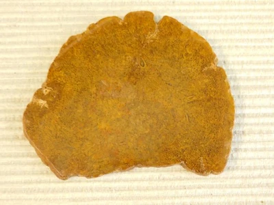 Losa fósil de helecho árbol Tempskya para hacer cabujones Foto 1 de 4