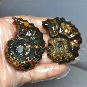 112g Ammonite specimens of natural conch from "goat's horn" of Madagascar L768 - Picture 1 of 9