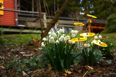 Cazador del Sol -Sonnenstrauss-Sonnenfänger - Messerückläufer - Made in Germany - Bild 1 von 4