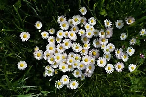 5000 nasion stokrotek Bellis perennis Tysiąc pięknych pastwisk pszczelich Ogród Kwiaty - Zdjęcie 1 z 1