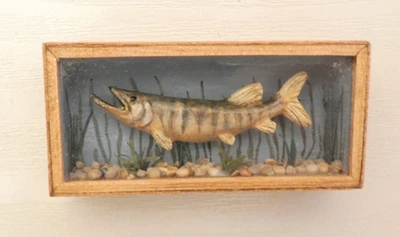 1:12th SCALE FOR DOLLS HOUSE ARTISAN MADE TAXIDERMY STUFFED PIKE IN WOOD CASE - Image 1 of 4