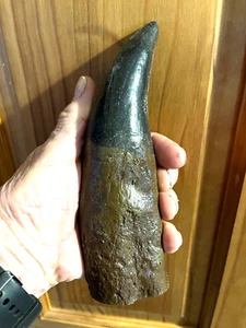 BIG T Rex Tooth REPLICA 8 " LONG AND WEIGHS 3/4 POUND BROWN BLACK ENAMEL - Picture 1 of 5