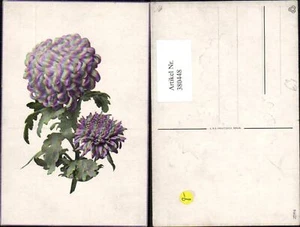 380448,Crisantemos de flores violeta  - Imagen 1 de 1