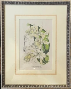 Litografía de piedra 1850 Trichopilia Suavis Louis Van Houte HC Muti enmarcada - Imagen 1 de 9