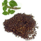 Holy Basil Seed Whole Pure Indian Organic Herb Tulsi Beej Whole,Ocimum Sanctum
