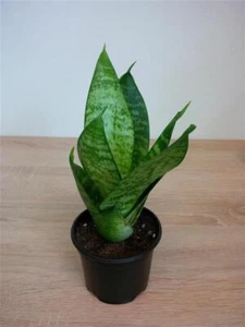 Sansevieria trifasciata green hahnii Bogenhanf Zimmerpflanze Grünpflanze - Bild 1 von 6