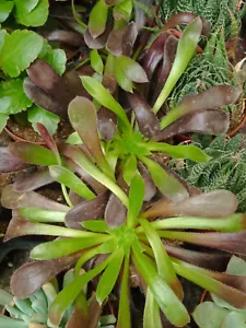 Aeonium NO ID HOJA LARGA Ø8 cms aprox preciosas Planta joven Suculenta - Imagen 1 de 3