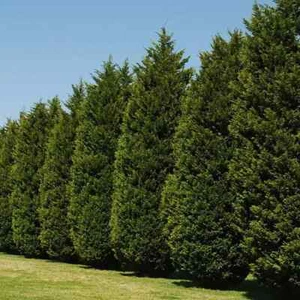 22+2 free Leyland Cypress Tree fresh Cuttings Fast Growing evergreen - Picture 1 of 3