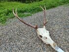 Large red deer antlers and skull with upper jaw hunting luxury home decor.