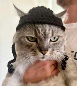 CAT/DOG KIPPAH Hanukkah hat for dog or cat /Hanukkah pet gift / crochet pet hat - Picture 1 of 8