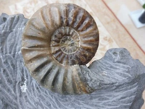 Amonita (Asteroceras obtusum) 7,0 cm - Lyme Regis, Dorset, Reino Unido - Jurásico - Imagen 1 de 6