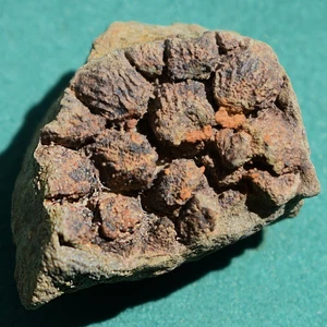 Devonian Tabulate Coral Fossil – Bolivia – Authentic Paleo Specimen – Rare - Picture 1 of 12