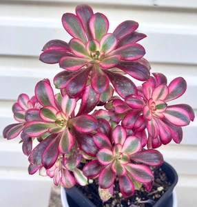 RARE AEONIUM VARIEGATED "CHANEL"- 6-7 HEAD CLUSTER ROOTED PLANTS 8-33 - Picture 1 of 1