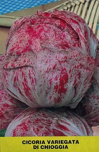 1000 SEMI DI CICORIA ROSSA VARIEGATA DI CHIOGGIA- RADICCHIO- SEMENTI ORTAGGI - Imagen 1 de 1