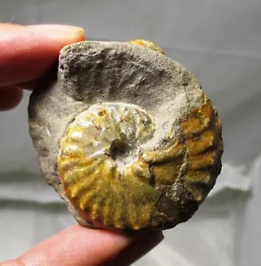 Fossil ammonite - Foresteria - Bekily, Madagascar - Picture 1 of 6