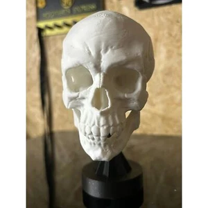 Human skull replica on stand - Picture 1 of 4