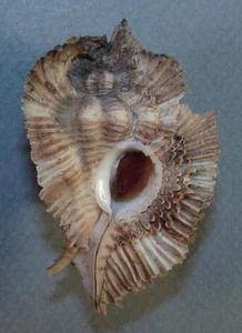 MUREX MIYOKOAE 58,92 mm HERMOSO ESPÉCIMEN RARO Isla Liguid, Davao, Filipinas - Imagen 1 de 2