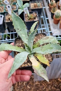 Agave megalacantha Winterhart 20cm - Bild 1 von 2