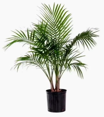 Planta de palma viva United Nursery Majesty en maceta de 9,25 pulgadas Foto 1 de 3