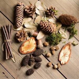Natural Pine Cone Dried Table Decor Creative Micro Landscape Photo Props BS
