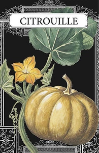 Kürbiszeichnung, französischer Kürbis 1800er botanische Illustration 4 x 6" - 16 x 24" - Bild 1 von 5