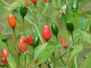 100 Semillas De Chile Piquin Del Monte ALL NATURAL ( eye bird Chile Seeds) - Picture 1 of 1