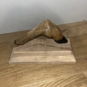 Patte De Chevreuil Sur Bois Porte Courrier? Trophée Chasse - Picture 1 of 5