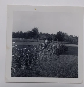 Vintage Photo ~ Garden Peek-a-boo - Picture 1 of 3