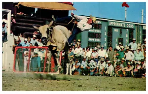 Calgary Alberta Canada Brahma Bull Riding Cowboys Vintage Chrome Postcard - Picture 1 of 3
