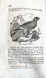 El estilo de vida de las aves. Segunda división. Con 17 ilustraciones. Rennie, J.: - Imagen 1 de 4