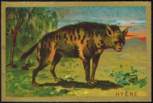 Chromo-Chicorea Arlatte (Cambrai) Hyene (Hyenides)-Db.34 - Bild 1 von 2