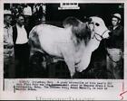1951 Press Photo Braham Bull at Ohio State Fair, Colombus - nef27102