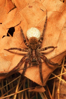 Wolf Spider On The Plant Arthropod Animals Wall Art Home Decor - POSTER 20x30 - Image 1 of 3